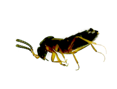 Aleochara