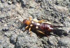 Forficula smyrnensis