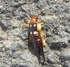 Forficula smyrnensis