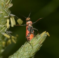 Clanoptilus rufus
