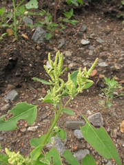 Chenopodium acuminatum