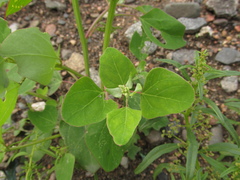 Chenopodium acuminatum