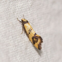 Olbonoma triptycha