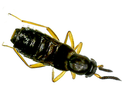 Aleochara
