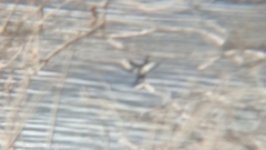 Microcarbo pygmaeus