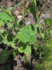 Chenopodium acuminatum