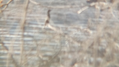 Microcarbo pygmaeus
