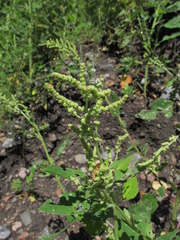 Chenopodium acuminatum
