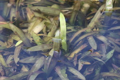 Vallisneria natans