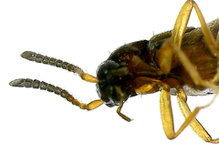 Aleochara