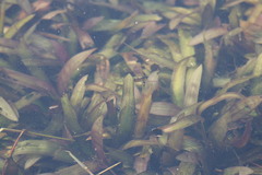 Vallisneria natans