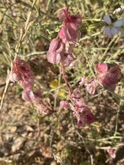Rumex vesicarius