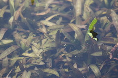 Vallisneria natans