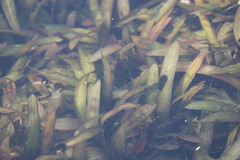 Vallisneria natans