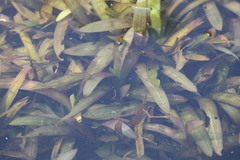 Vallisneria natans