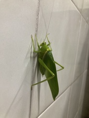 Paracaedicia serrata