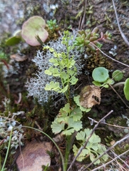 Anogramma leptophylla