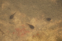 Duttaphrynus melanostictus