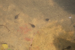 Duttaphrynus melanostictus