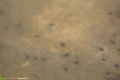 Duttaphrynus melanostictus