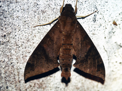 Pachylioides resumens