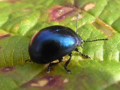 Chrysolina varians