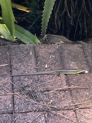 Gerrhosaurus flavigularis