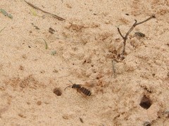 Dieunomia nevadensis