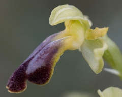 Ophrys fusca