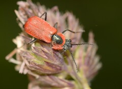 Clanoptilus rufus