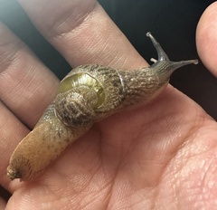 Fastosarion griseolus