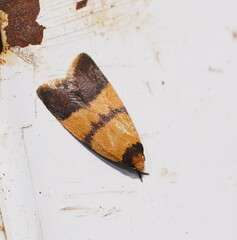 Heteroteucha translatella