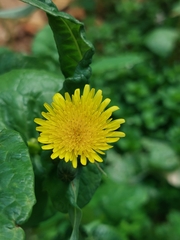 Sonchus oleraceus