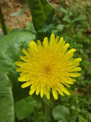 Sonchus oleraceus