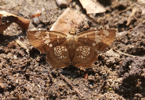 Multi-spot Angle