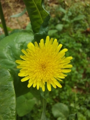 Sonchus oleraceus