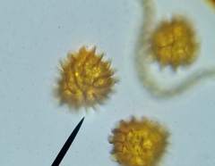 Fossombronia pusilla