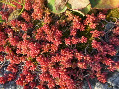 Sedum