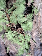 Chaenotheca furfuracea