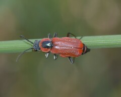 Clanoptilus rufus