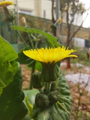 Sonchus oleraceus