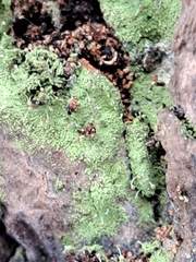 Chaenotheca furfuracea