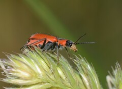 Clanoptilus rufus