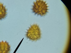 Fossombronia pusilla