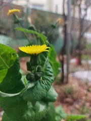 Sonchus oleraceus