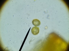 Microbryum davallianum