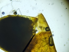 Microbryum davallianum