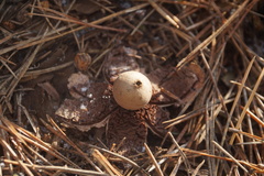 Geastrum rufescens