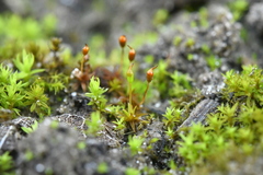 Microbryum davallianum