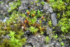 Microbryum davallianum